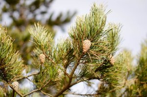 Borovice lesní - éterický olej (Pinus sylvestris)